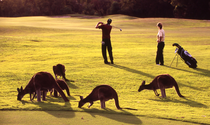 A man hitting a golf ball among a group of kangaroos